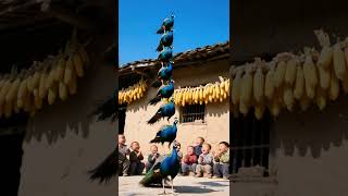 7 Peacocks, 1 IMPOSSIBLE Feat! Witness the Walking Peacock Pyramid! Mind-Blown!