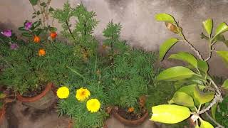 M.A.K.A.U.T MAR POINTS GARDENING VIDEO 2