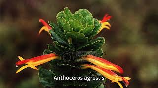 Anthoceros agrestis：花角藻屬的複雜苔蘚植物