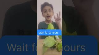 "Watch how plants drink water! 🌿💧"#youtubeshorts#shorts #scienceexperiment #stemactivities #science