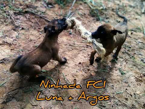 CANIL PATAS PRETAS - Ninhada Pastor Belga Malinois - Previsão 10 Jul 2020 - CPP#08.