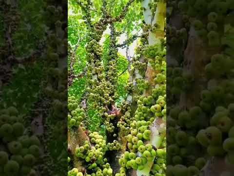 ماشاءاللّٰه