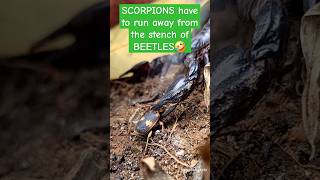 Scorpions have to run away when they smell the stench from the beetle's spray.😅