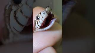 The Adorable Little One – Hognose Snake! #HognoseSnake #ReptileLover #SnakeCute #CuteSnake