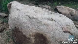 VASI YOGA .KUNDALINI YOGA SNAKE WITH REAL COBRA SNAKE