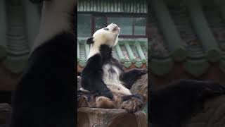 星一仔现在很注意隐私 会手动打码了 #大熊猫 #一方水土养一方熊猫 #cute #熊
