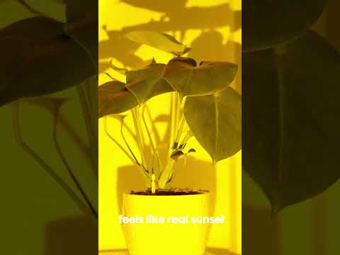 Room Lamp Reel