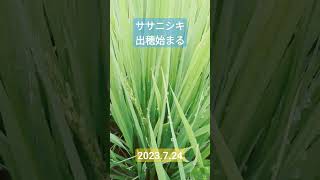 "いっせーのー"で穂を出して！