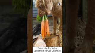 Animals Being Funny Videos - Funny Animals TV #2306 #shorts