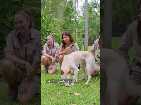 Catnip for dingoes??? #australiazoo #catnip #dingoes #animals