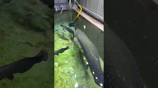 #巨骨舌鱼 #养鱼日记 #猛鱼 随便吃一点 伙食不好不想爆口