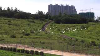 白鷺飛翔於將軍澳海濱長廊20130524 093030