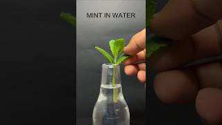 16 days time lapse, growing mint in water