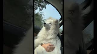 Why do they grow up so fast? 🥺 #dog #cute #samoyed #dogstagram #pets #dogsofyoutube