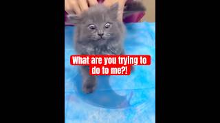 Cat vs Vet! 😾🩺🤣🐾 #catvideos #funny #viralcats #viralcatvideo