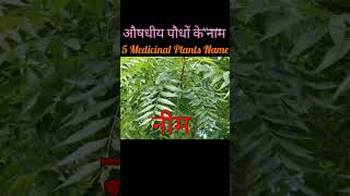 5 Medicinal Plants Name.