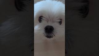 공 좀 던져주지 않겠니? | #김루이 #강아지 #강아지일상 #강아지브이로그 #말티즈 #maltese #cute #puppy #shorts