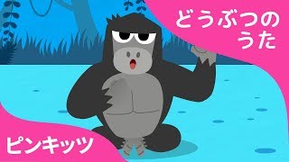 リラリラゴリラ | どうぶつのうた | ピンキッツ童謡