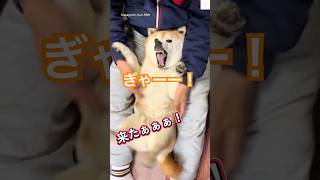 この遊び爆笑‼️柴犬とお父ちゃんの遊びが面白すぎる😂　#柴犬　#犬　#かわいい犬 #犬のいる暮らし #おもしろ