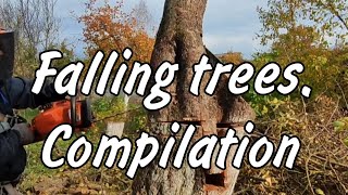 Selection of tree felling in various conditions #lumberjack #arboristing #logger #chainsaw #youtube