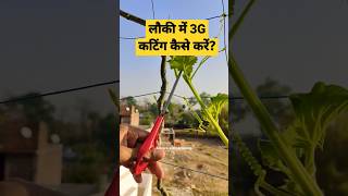लौकी में 3G कटिंग कैसे करें? How To Do 3G Cutting in a Bottle Gourd Plant #shorts #gardening