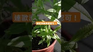 陽台就能種出香氣女王！新手也能養得好的檸檬馬鞭草