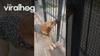 Clever Dog Opens Gate  || ViralHog