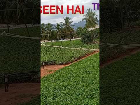 kya seen hai morning review tn village beautiful @Techvishut #vlog#trending #shorts #viral #tn #