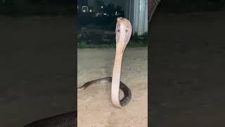 cobra..snake....🐍❤️‍🔥..#snake #reque #cobra #snakelove #snakevideo #snakecobra ...🐍❤️‍🔥