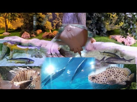 İstanbul Akvaryum Istanbul Aquarium