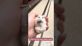how to gnaw melon seeds elegantly! #Hamster #cute #funny