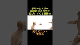#お笑い #芸人 #お笑い芸人 #コント #笑う犬 テリー＆ドリー 顔面に回るコマが近づいてくる恐怖