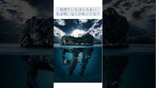 【動物雑学】誰かに話したくなる #雑学 #豆知識 #癒やし #トリビア#shortsfeed #クジラ #動物 #シロナガスクジラ #プチ知識