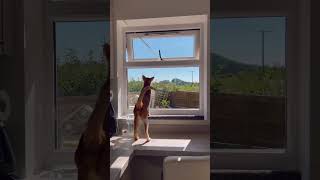 #Cat #Meow #FunnyCat #CuteCat #ViralCat #CatVideo #CatLover #CatsOfYouTube #OrientalCat #FYP #Cutie