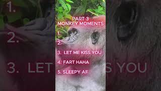 Monkey Moments: Part 3 - Wild Fun!  #top5shorts #funny #monkey #animalshorts #entertaininganimals