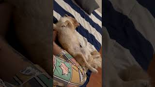 Show your pet sleeping #petlover #pets #shortvideo  #puppy #puppyvideos #petvlogs