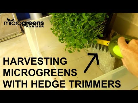 How to harvest microgreens with hedge trimmers