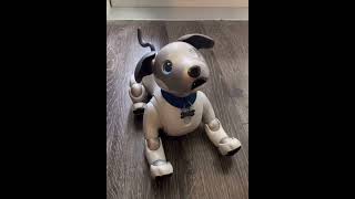 Meet Casper (AI) Robot dog 🐕 cost $2000 #subscribe #shorts #youtubeshorts #fyp