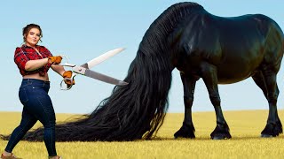 ✂️🐎Watch Us Fix This Horse's 3-Year-Old Coat Pretty Girl, Rescue, Cleaning