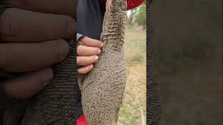 Highly Venomous Monitor lizards #youtubeshorts #shortvideo #trending