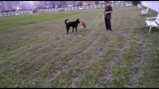 咬狗柴犬公園社会化及召回訓練