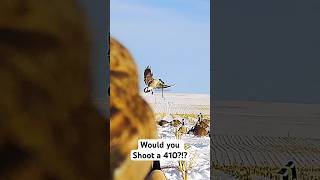 Goose vs 410?! Would you shoot?? #goose #hunting #410 #shortsvideo #shorts #gopro #birds #waterfowl
