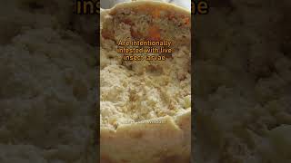 Casu Marzu - Maggot Cheese #shorts #ytshorts #facts #food