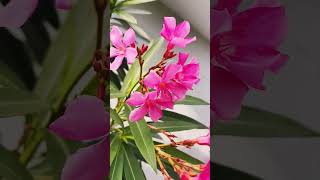 Multi plant ❤️🌷 #love #tseries #song #hibiscus #flowerarrangement #nature #plantssparkjoy #flowers