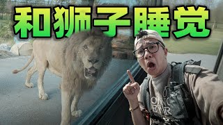 挑战和狮子一起过夜？我还在狮王旁边，一整晚胆战心惊！
