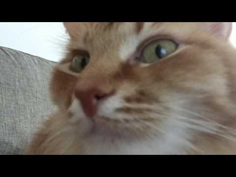 Pusa's owner plays the flute #1