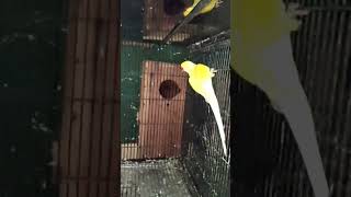 Yellow ring nack adult size Male 🧡💛🧡🎉💐🦜 #birds #lovebirds #yellow #blueavian #rarebird