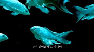 위수 (WISUE) - 바다에게 가자 (Fish) / Official Lyrics Video