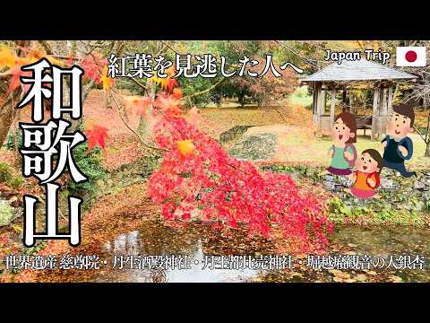 [Wakayama: Autumn leaves] I've never seen such a large ginkgo tree!
