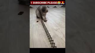 Baby Cats   Cute AndFunny Cat Videos   Cute Cats Videos   Animals Videos #Short5